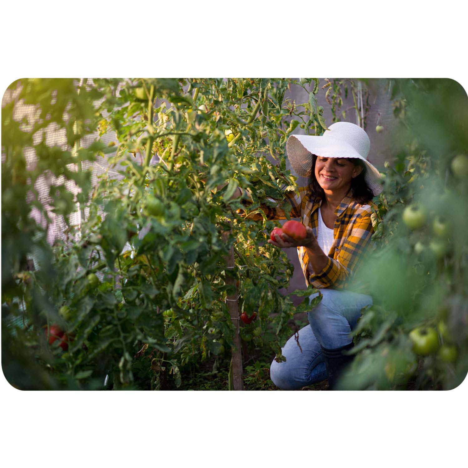 Aiatunnel 2 x 3 m (6 m2) roosa Plonos - Image 12