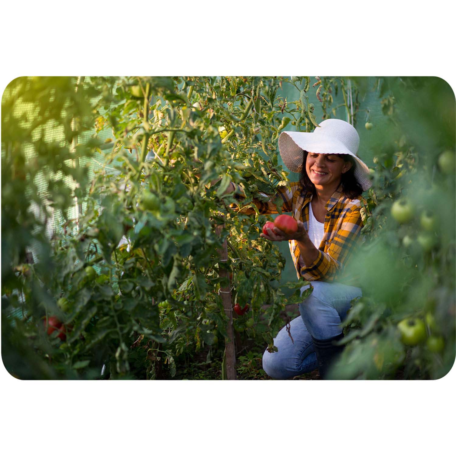 Aiatunnel 3 x 6 m (18 m2) valge Plonos - Image 11