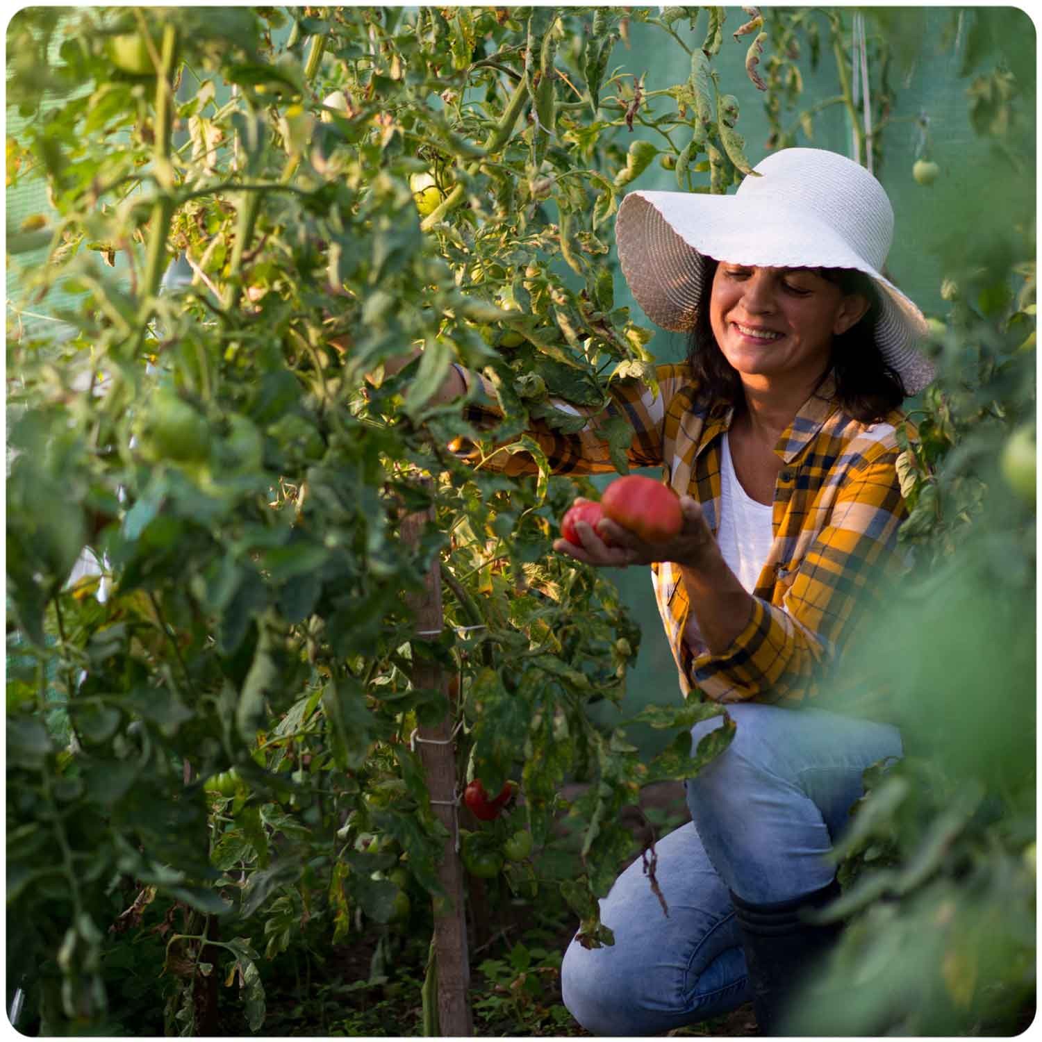 Aiatunnel 3x6m (18m2) valge Plonos - Image 7