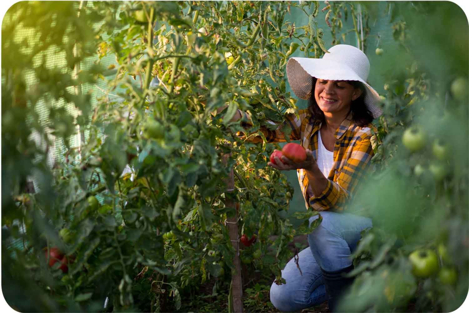 Tugevdatud aiatunnel 2x3m 6m2 Plonos - Image 5